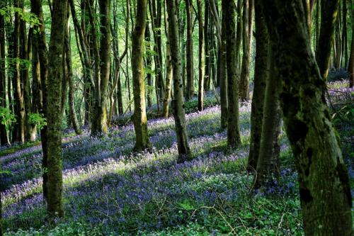 Bluebells Garrow Bottom Wood. ©Rural Chris